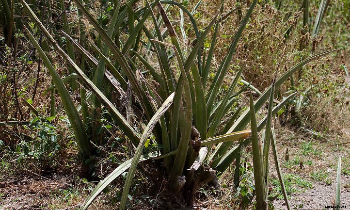 Sansevieria Ehrenbergii: The Sword Of Sansevierias