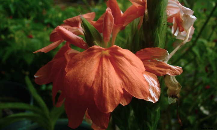 Crossandra: Shade-Loving Firecracker Flower