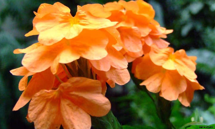 Crossandra: Shade-Loving Firecracker Flower