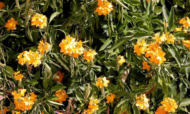 Crossandra: Shade-Loving Firecracker Flower