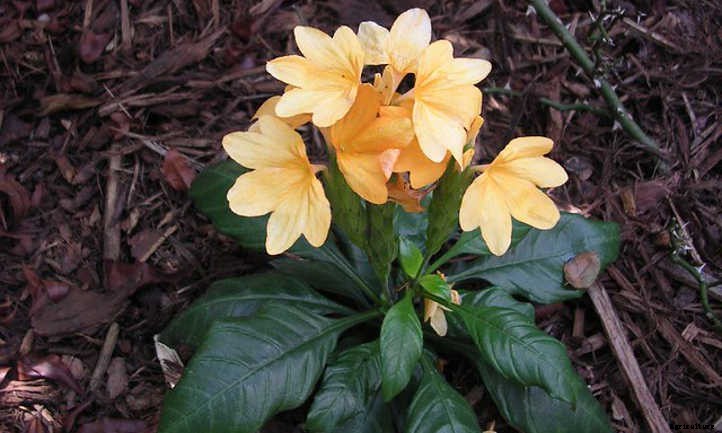 Crossandra: Shade-Loving Firecracker Flower