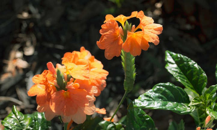 Crossandra: Shade-Loving Firecracker Flower