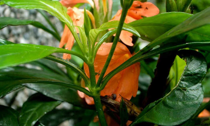 Crossandra: Shade-Loving Firecracker Flower