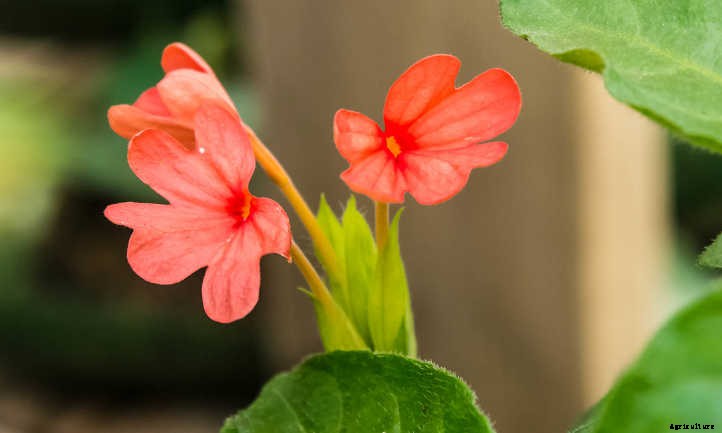 Crossandra: Shade-Loving Firecracker Flower