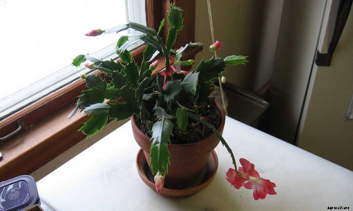Propagating Christmas Cactus: Easy Holiday Gifts