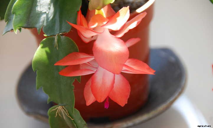 Propagating Christmas Cactus: Easy Holiday Gifts