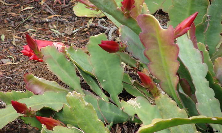 Propagating Christmas Cactus: Easy Holiday Gifts