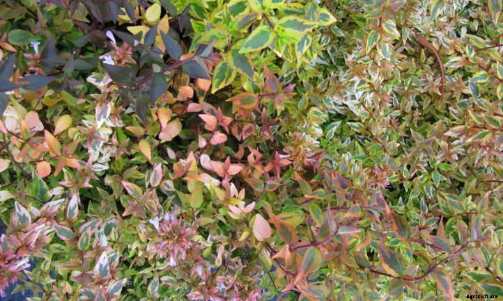 Kaleidoscope Abelia: A Seasonal Color-Changer