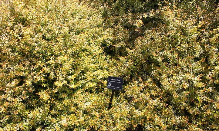 Kaleidoscope Abelia: A Seasonal Color-Changer