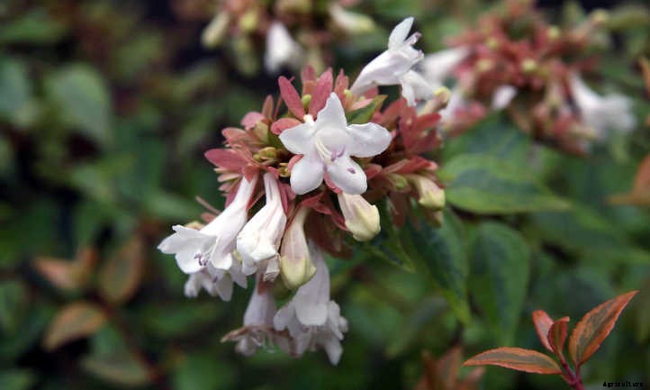 Kaleidoscope Abelia: A Seasonal Color-Changer