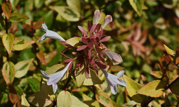 Kaleidoscope Abelia: A Seasonal Color-Changer