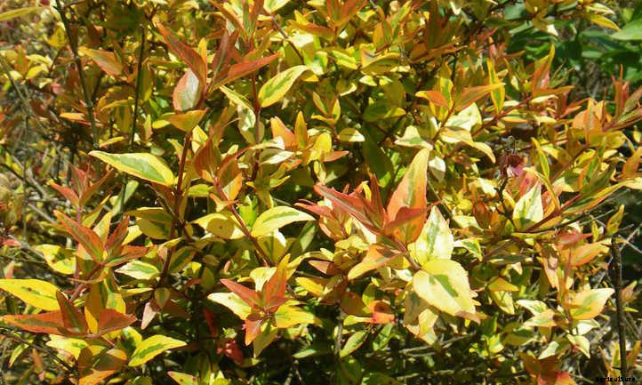 Kaleidoscope Abelia: A Seasonal Color-Changer