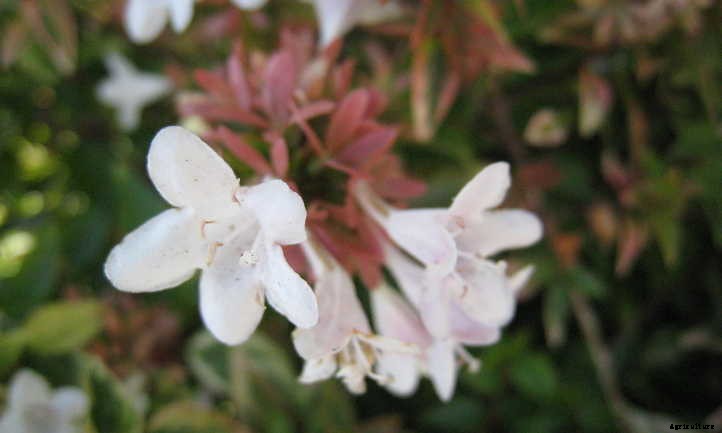 Kaleidoscope Abelia: A Seasonal Color-Changer