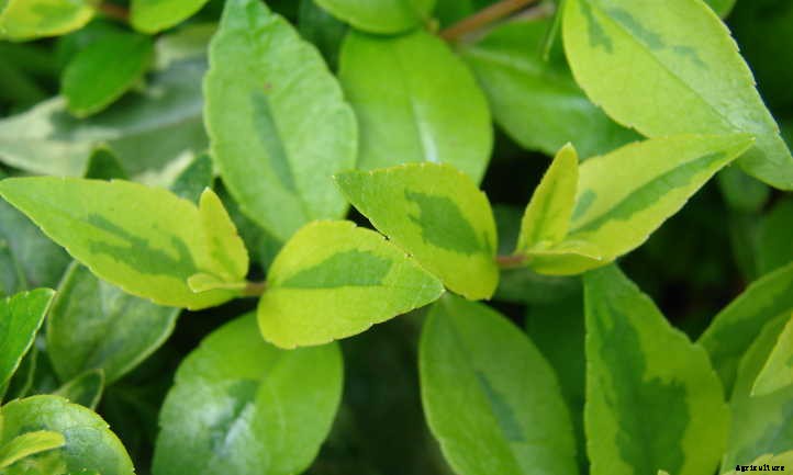 Kaleidoscope Abelia: A Seasonal Color-Changer