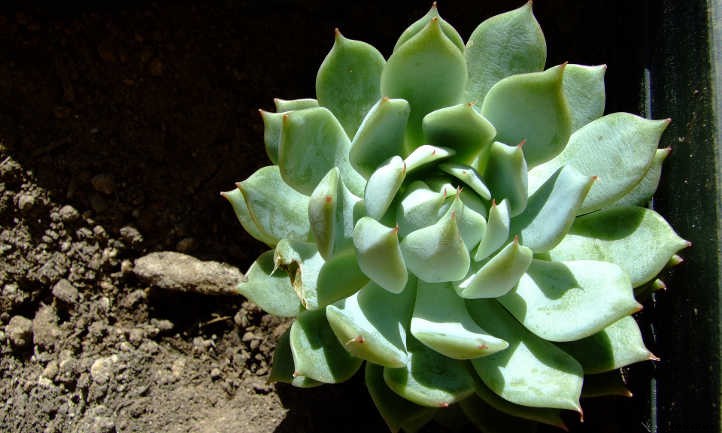 Echeveria Lola: The Succulent Dream