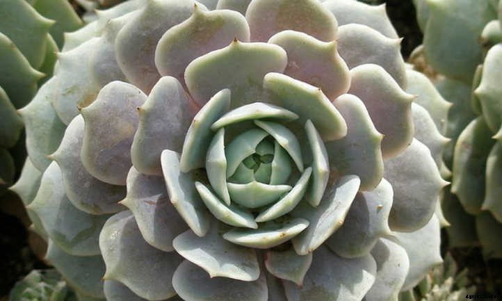 Echeveria Lola: The Succulent Dream