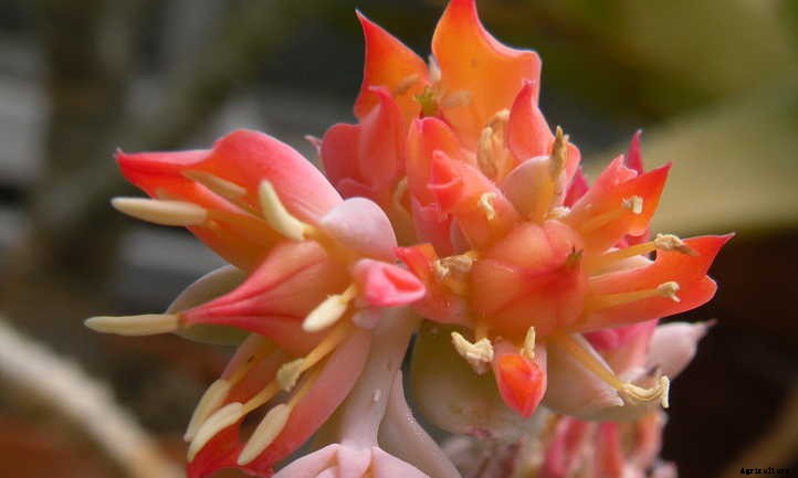 Echeveria Lola: The Succulent Dream