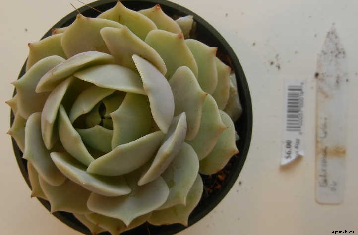 Echeveria Lola: The Succulent Dream