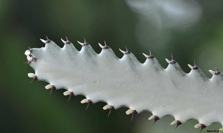 Euphorbia Lactea: Handling the Toxic Mottled Spurge