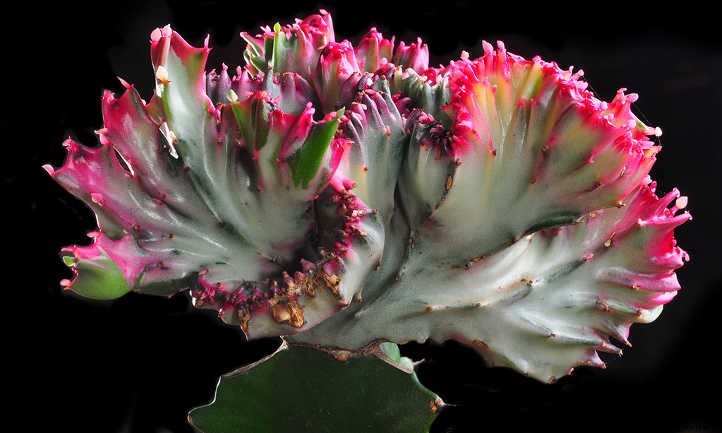 Euphorbia Lactea: Handling the Toxic Mottled Spurge