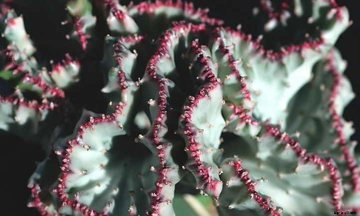 Euphorbia Lactea: Handling the Toxic Mottled Spurge