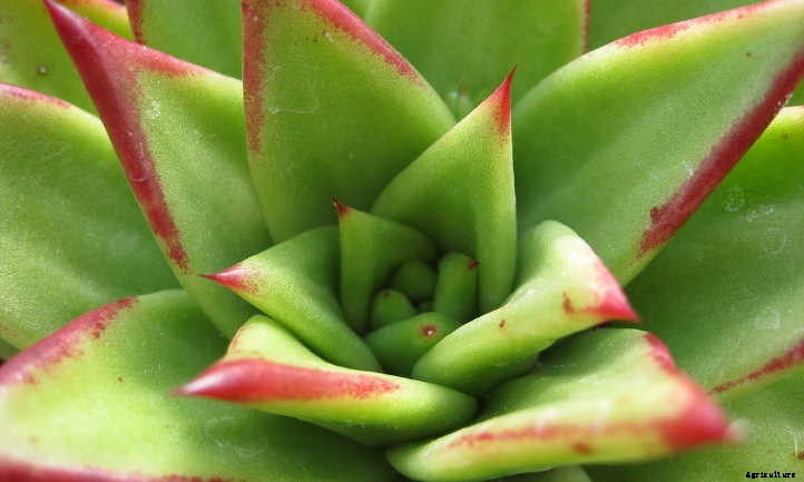 Echeveria Agavoides: Tending to the Wax Agave