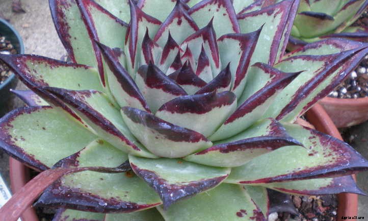 Echeveria Agavoides: Tending to the Wax Agave
