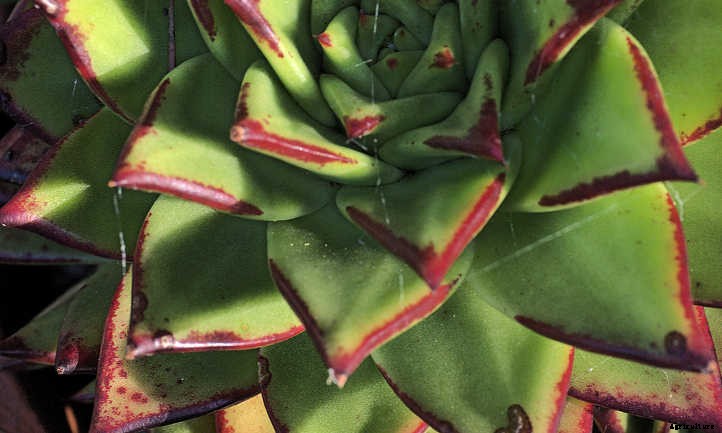 Echeveria Agavoides: Tending to the Wax Agave
