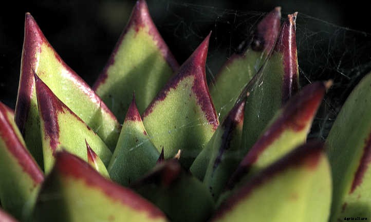 Echeveria Agavoides: Tending to the Wax Agave