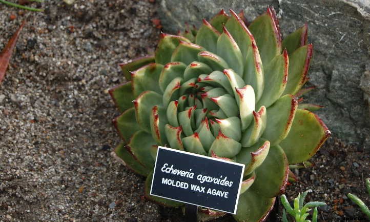 Echeveria Agavoides: Tending to the Wax Agave