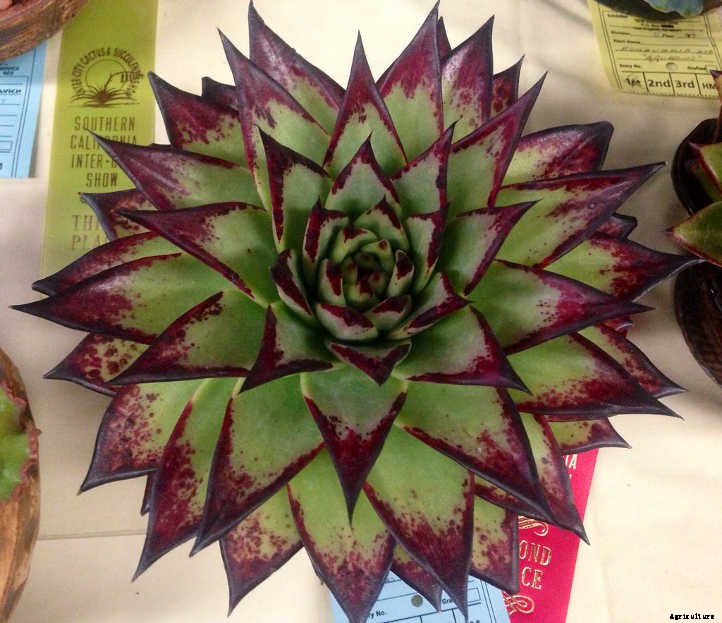 Echeveria Agavoides: Tending to the Wax Agave