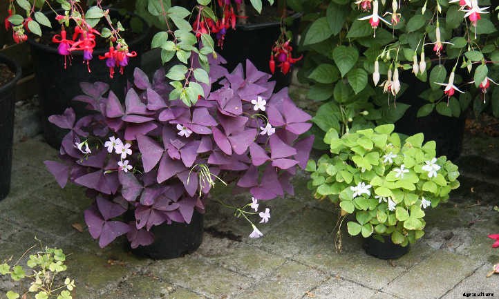 Oxalis Triangularis: False Shamrock, Truly Glorious
