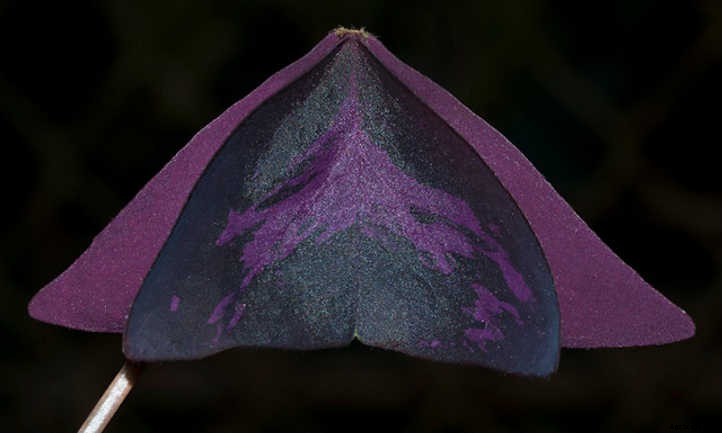 Oxalis Triangularis: False Shamrock, Truly Glorious