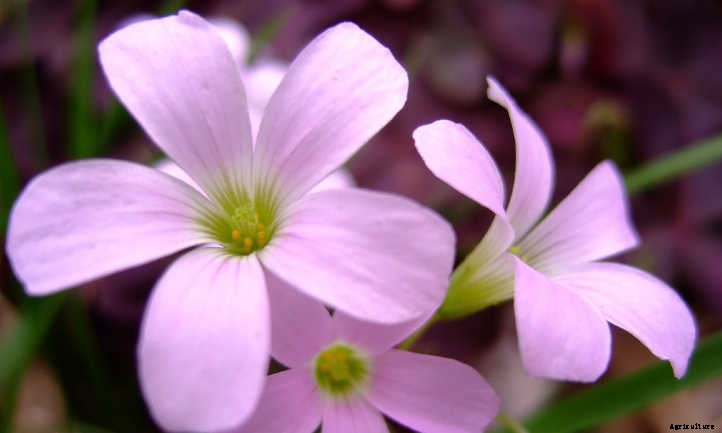 Oxalis Triangularis: False Shamrock, Truly Glorious