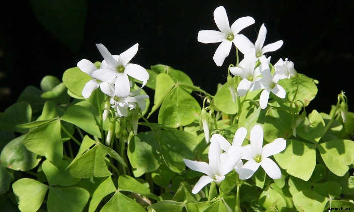 Oxalis Triangularis: False Shamrock, Truly Glorious