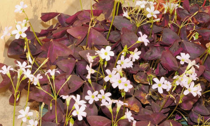 Oxalis Triangularis: False Shamrock, Truly Glorious