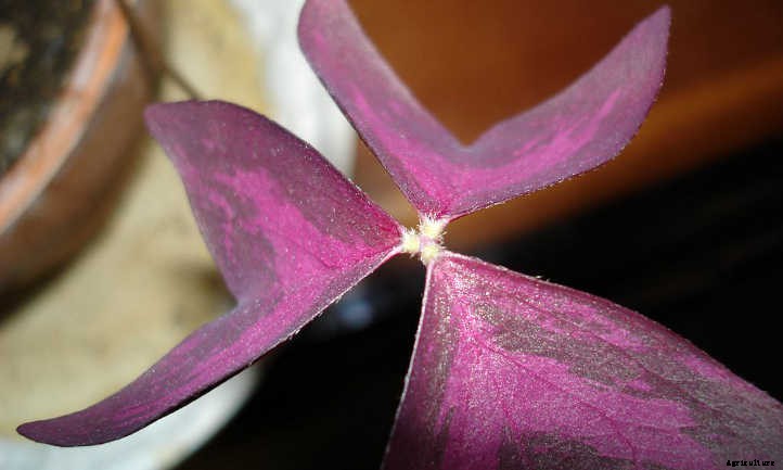 Oxalis Triangularis: False Shamrock, Truly Glorious