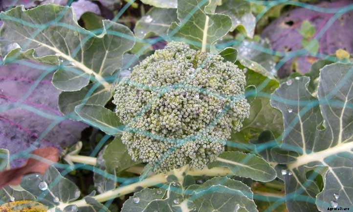 27 Types of Broccoli You Should Grow