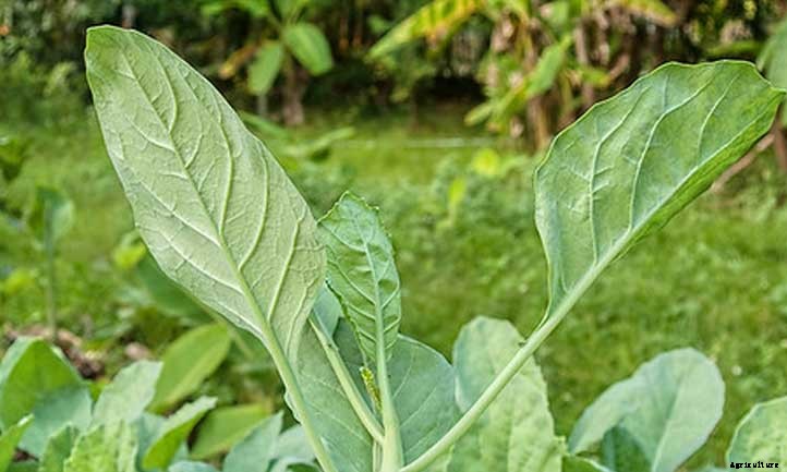 27 Types of Broccoli You Should Grow