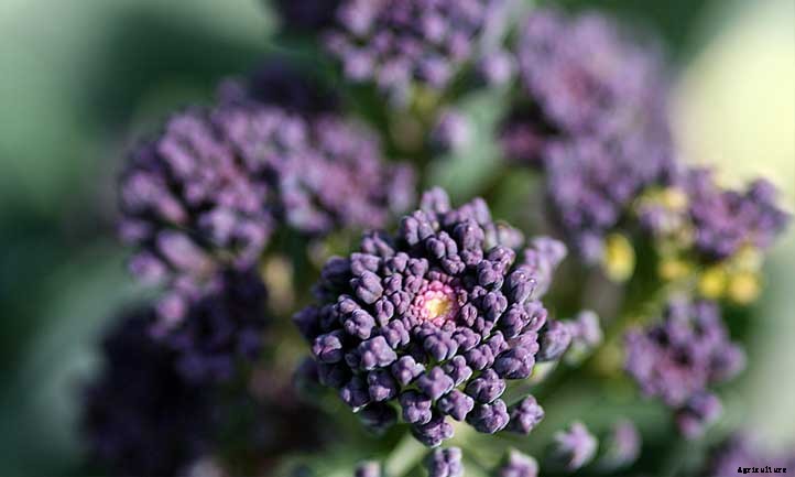 27 Types of Broccoli You Should Grow