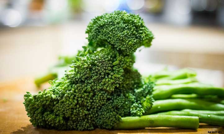 27 Types of Broccoli You Should Grow