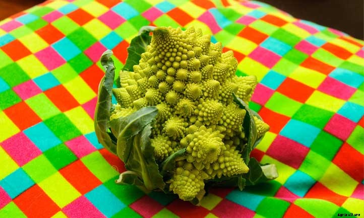 27 Types of Broccoli You Should Grow