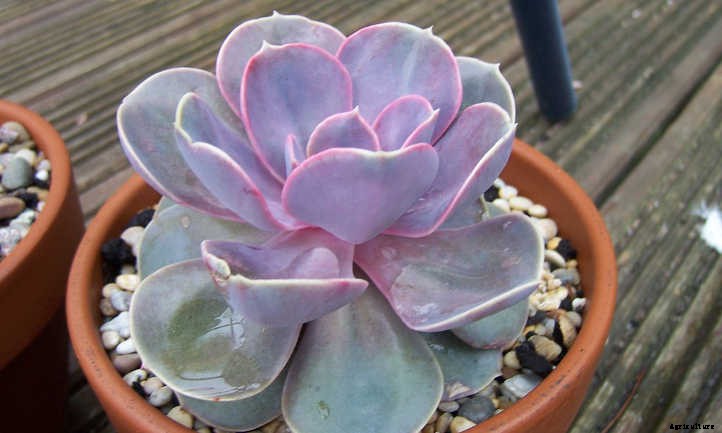 Echeveria Perle von Nurnberg: Pearly Beauty Queen