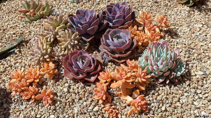 Echeveria Perle von Nurnberg: Pearly Beauty Queen