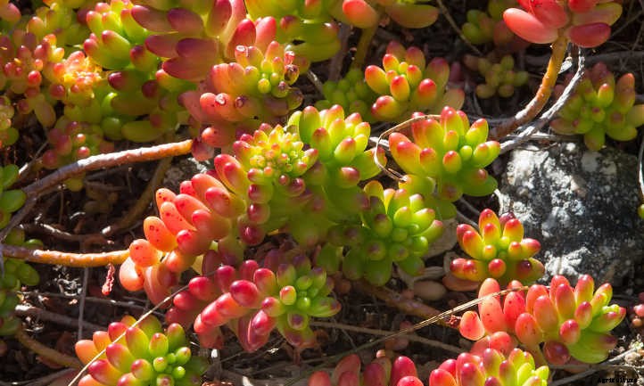 Xeriscape Plants: 35 Drought-Resistant Options