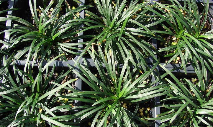 Xeriscape Plants: 35 Drought-Resistant Options