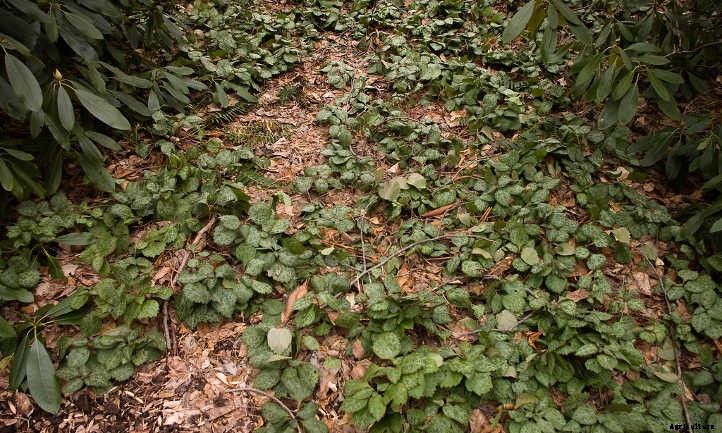 Xeriscape Plants: 35 Drought-Resistant Options