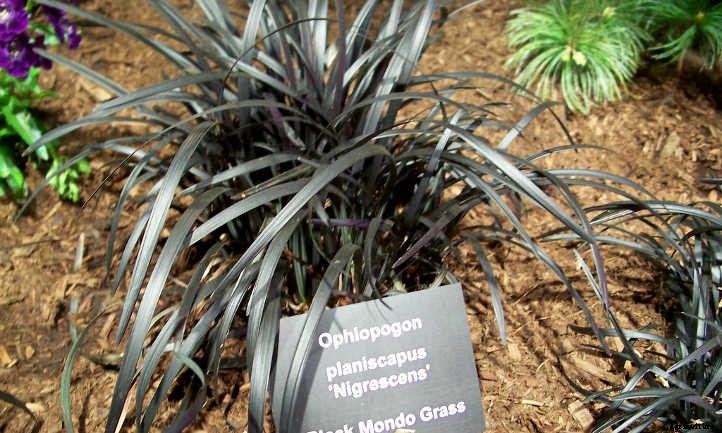 Xeriscape Plants: 35 Drought-Resistant Options