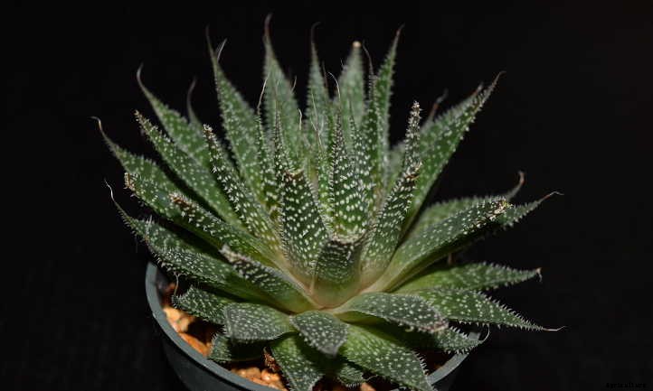 Xeriscape Plants: 35 Drought-Resistant Options