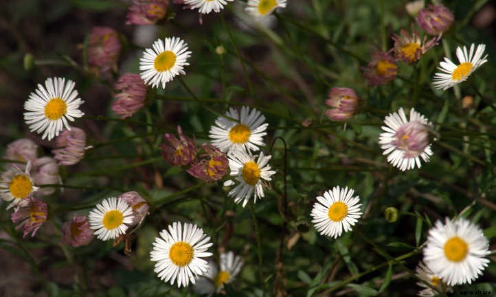Xeriscape Plants: 35 Drought-Resistant Options